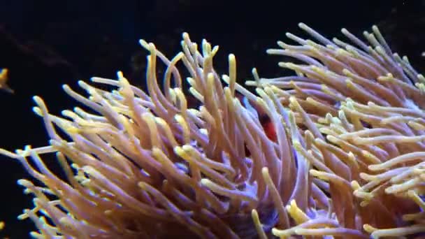 The magnificent sea anemone (Heteractis magnifica), also known as the Ritteri anemone and Amphiprion fish — Stock Video