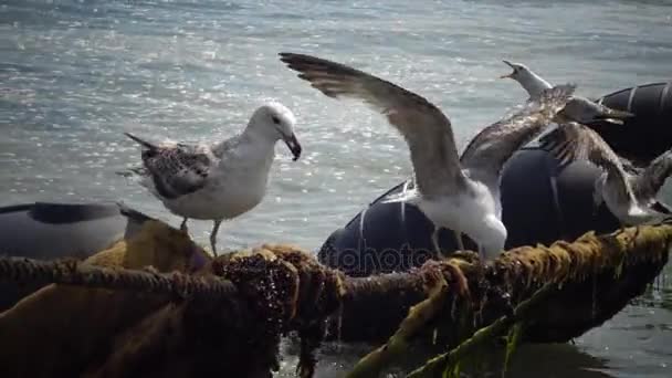 Les mouettes mangent les moules sur la corde. Oiseaux de mer d'Ukraine et d'Europe . — Video
