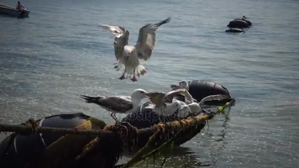 Les mouettes mangent les moules sur la corde. Oiseaux de mer d'Ukraine et d'Europe . — Video
