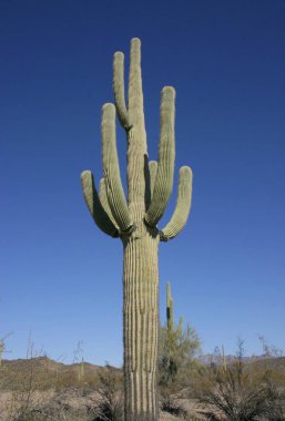 Arizona Çölü saguaro kaktüs ile manzara. Organ boru kaktüs Ulusal Anıtı, bize