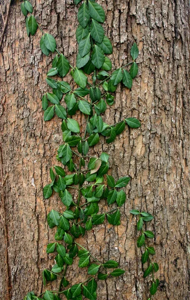 Beau fond, rebondissements de lierre sur bois — Photo