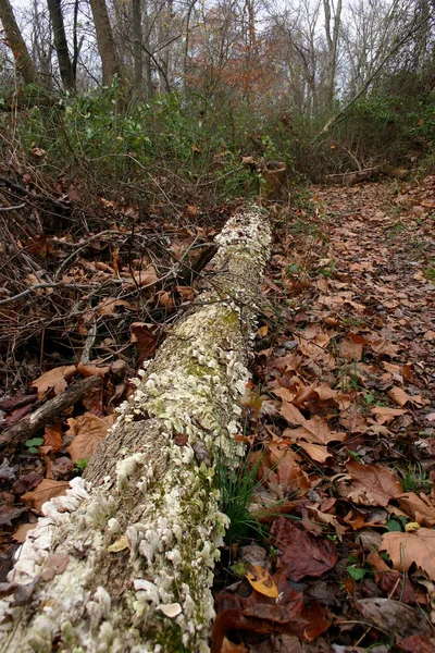 Belos cogumelos em uma árvore — Fotografia de Stock