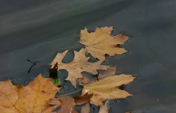 Folhas amarelas brilhantes na água em um parque no outono — Fotografia de Stock