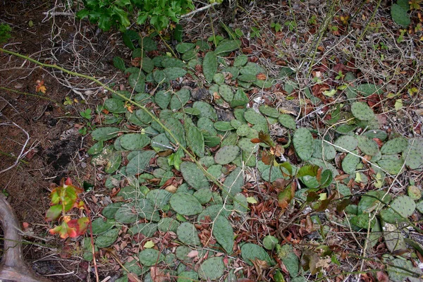 Cacti do gênero Opuntia viajam ao longo do solo — Fotografia de Stock