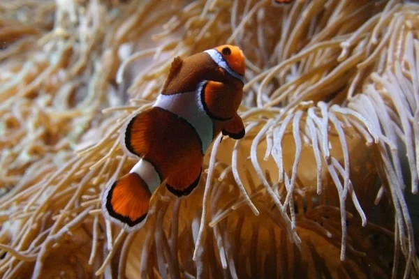 Amphiprion Ocellaris Clownfish В морском аквариуме — стоковое фото