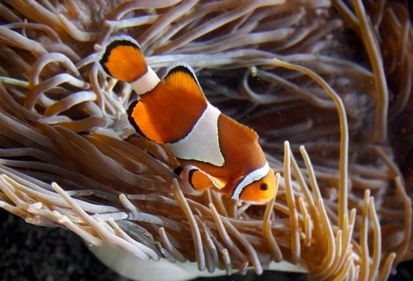 Amphiprion Ocellaris Clownfish Στο θαλάσσιο ενυδρείο — Φωτογραφία Αρχείου