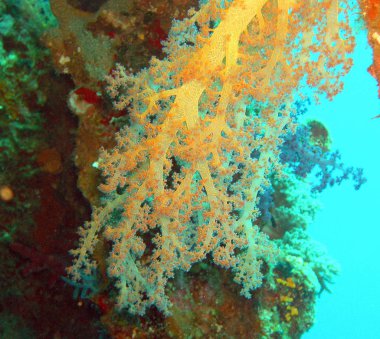 Depodaki Mısır papirüs