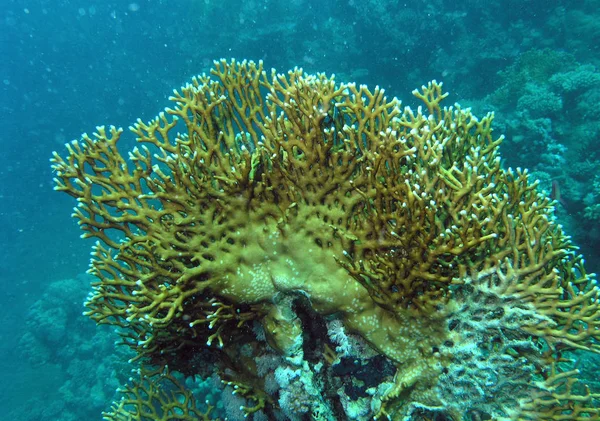 Brand koralen op Rode Zee Rif — Stockfoto
