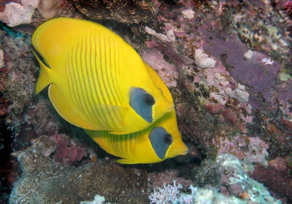 Sepasang ikan laut Butterflyfish Bluecheek (Chaetodon semilarvatus ) — Stok Foto