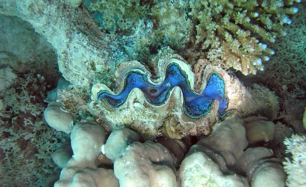 A maior amêijoa Tridacna, Mar Vermelho, Egito — Fotografia de Stock