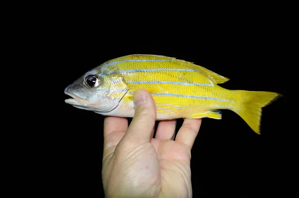 Krásné tropické ryby z Rudého moře — Stock fotografie
