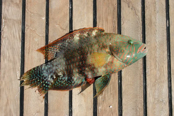 Vacker tropisk fisk från Röda havet — Stockfoto