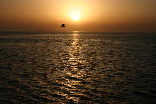 Atardecer dorado sobre el mar y el pájaro volador — Foto de Stock