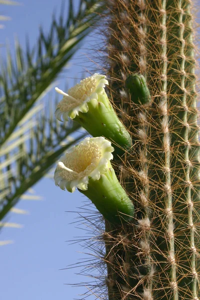 Blühender Kaktus chereus — Stockfoto