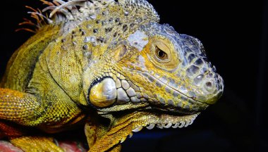 Iguana yeşil, yakın çekim