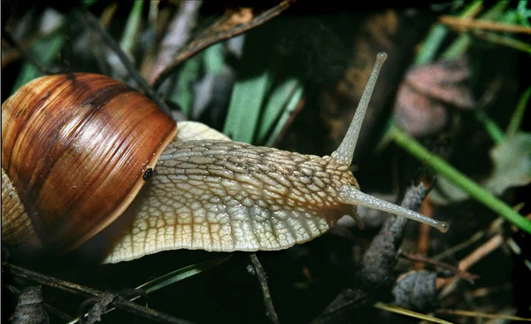 Σαλιγκάρι σέρνεται σε ένα κλαδί, κοντινό — Φωτογραφία Αρχείου