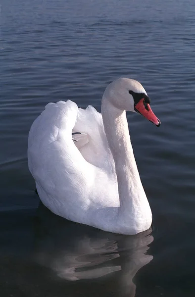 Cisne branco com um bico vermelho flutuando na água. Aves da Europa — Fotografia de Stock