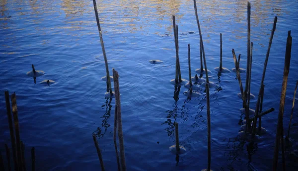 Łodygi trzciny, zamrożonej wody wokół łodyg na tle — Zdjęcie stockowe