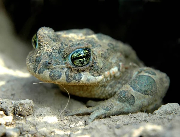Zielona żaba wspiął się z otworu po hibernacji — Zdjęcie stockowe