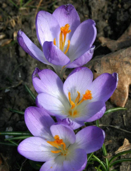 Flowering crocus with orange pistils — Stock Photo, Image