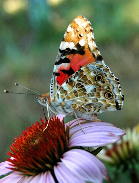 Pillangó a virág Echinacea, virágok iszik nektárt — Stock Fotó