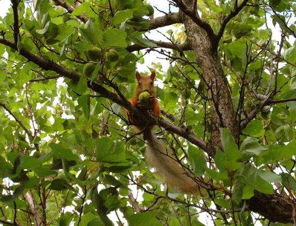 Lo scoiattolo rosso mangia albicocche verdi su albero — Foto Stock