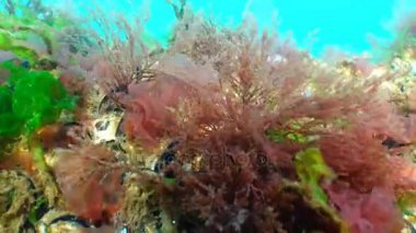 Kırmızı ve yeşil algler (Porphira ve Enteromorpha) kışın kara denizin dibinde