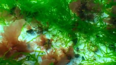 Kırmızı ve yeşil algler (Porphira ve Enteromorpha) kışın kara denizin dibinde