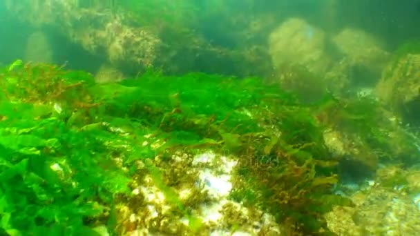 Algas verdes (Enteromorpha) en el invierno en el fondo del Mar Negro — Vídeo de stock