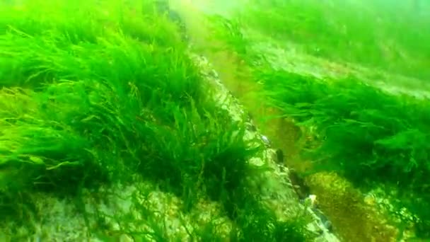 Algas verdes (Enteromorpha) en el invierno en el fondo del Mar Negro — Vídeos de Stock