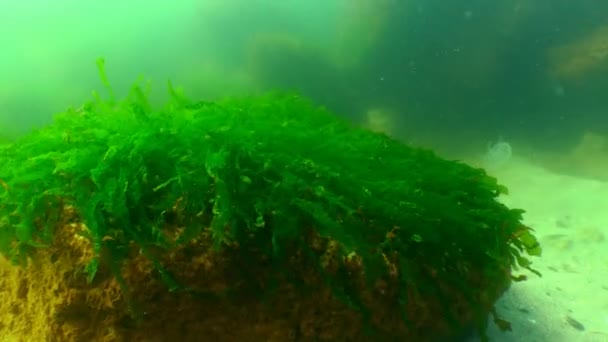 Зеленые водоросли (Enteromorpha) зимой на дне Черного моря — стоковое видео