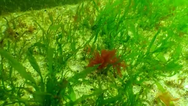 Groene algen (Enteromorpha) in de winter aan de onderkant van de Zwarte Zee — Stockvideo