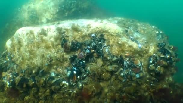 Ijspegels aan de bevroren zwarte zee — Stockvideo