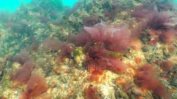 Alghe rosse e verdi (Porphira e Enteromorpha) in inverno sul fondo del Mar Nero — Video Stock