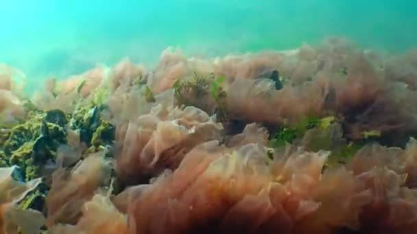 Červené a zelené řasy (Porphira a Enteromorpha) v zimě na dně Černého moře — Stock video