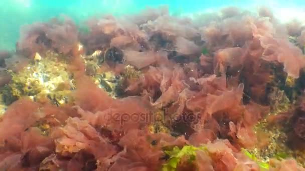 赤と緑藻類 (Porphira とアオノリ) 冬に黒海の下部に — ストック動画