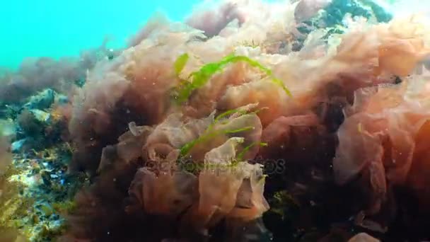 Красные и зеленые водоросли (Porphira и Enteromorpha) зимой на дне Черного моря — стоковое видео