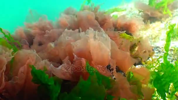 Alghe rosse e verdi (Porphira e Enteromorpha) in inverno sul fondo del Mar Nero — Video Stock