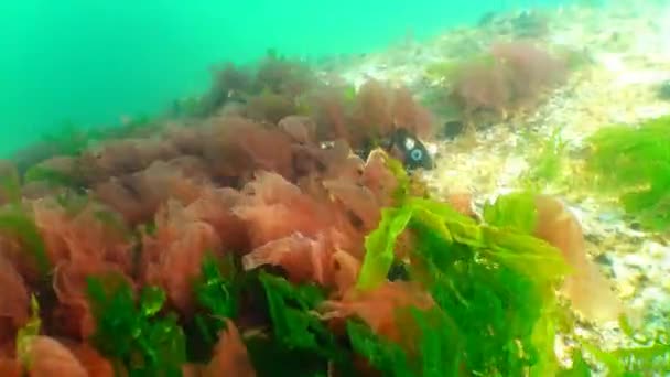 Červené a zelené řasy (Porphira a Enteromorpha) v zimě na dně Černého moře — Stock video