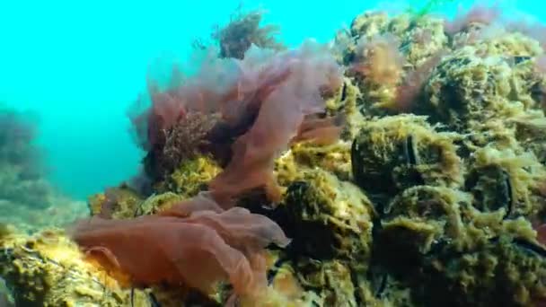 Algas rojas y verdes (Porphira y Enteromorpha) en el invierno en el fondo del Mar Negro — Vídeos de Stock