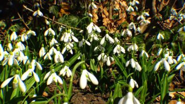 Güzel bahar galanthus