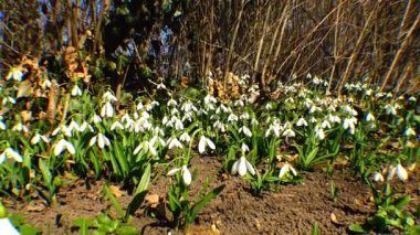 Güzel bahar galanthus