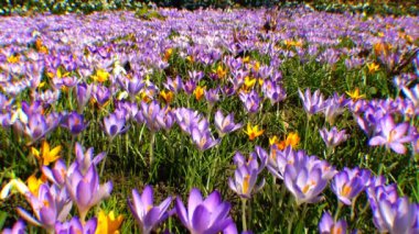 Güzel bahar çiğdemler ve galanthus
