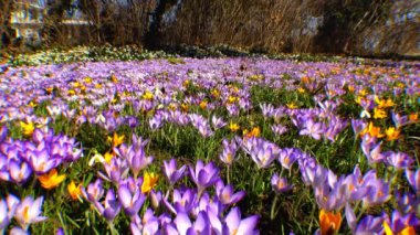 Güzel bahar çiğdemler ve galanthus