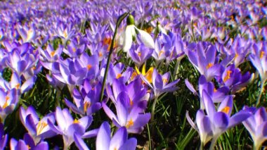 Güzel bahar çiğdemler ve galanthus