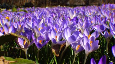 Güzel bahar çiğdemler ve galanthus