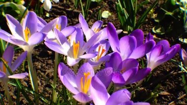 Güzel bahar çiğdemler ve galanthus