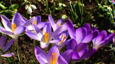 Güzel bahar çiğdemler ve galanthus