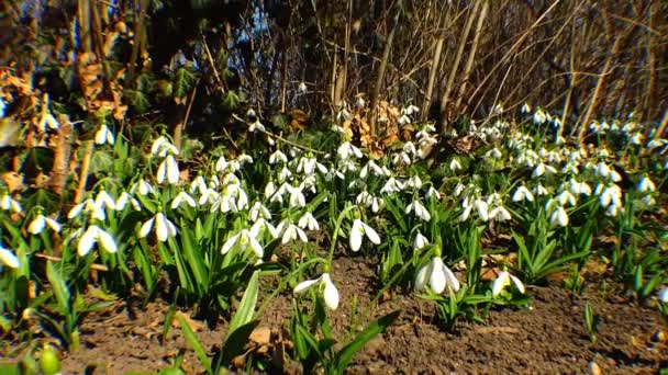 Krásný jarní galanthus — Stock video