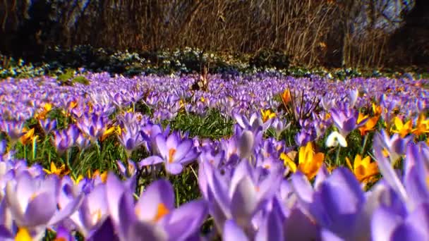 Beautiful spring crocuses and galanthus — Stock Video